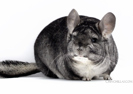 Feature Image for Chinchilla Grading Terminology